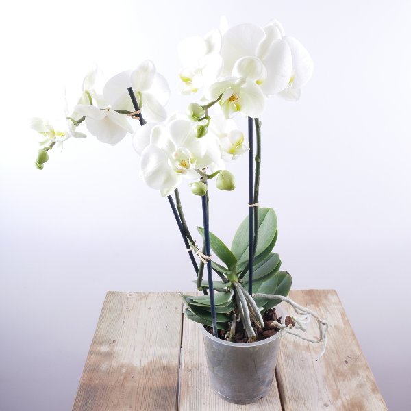 Orchidee in weiß Bild 1