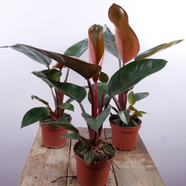 Philodendron Bild 1