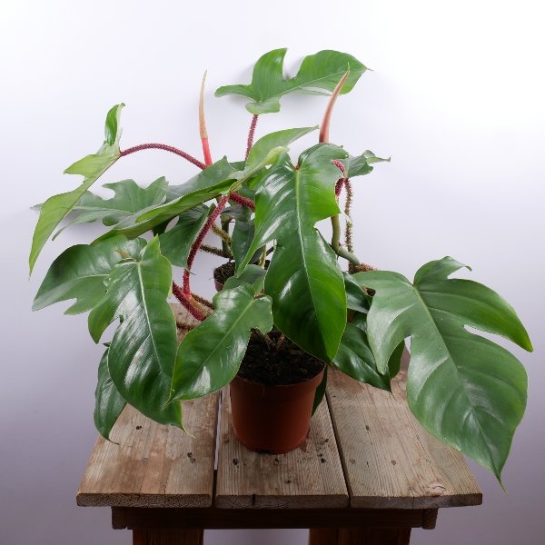 Philodendron squamiferum Bild 1