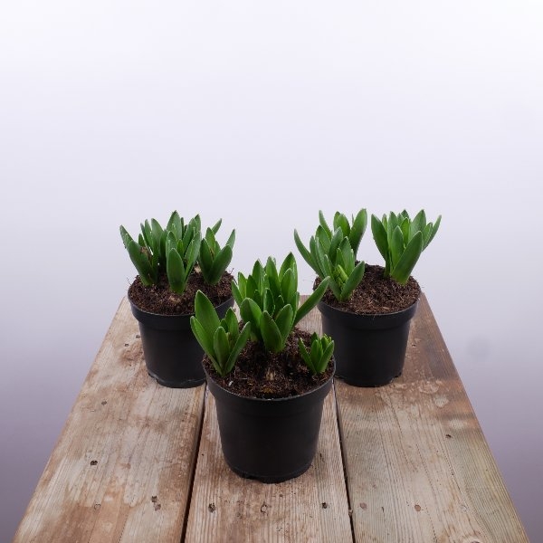 Hyacinthus orientalis Multiflora Bild 2